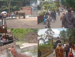 Libur Panjang Awal Bulan Mei 2026, Lembang Park & Zoo Dipadati Wisatawan dari Dalam dan Luar Kota