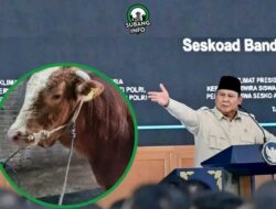 Prabowo Gelontorkan Rp100 Miliar dari APBN untuk 1.098 Sapi Kurban Premium Idul Adha 2026