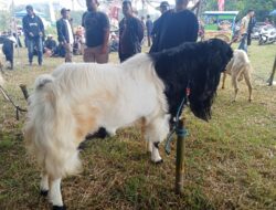 Prabu Etawa Farm Raih Juara 1 Kambing Pedaging Ekstrem di Pestok 2026 Kabupaten Tasikmalaya